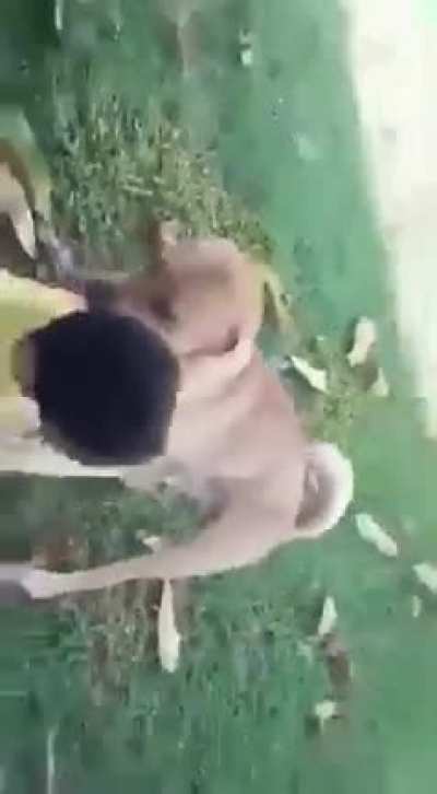 Eu te mamo camarelo