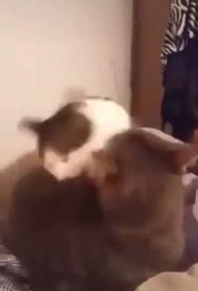 CAT JUST GOT BRUTALLY BITTEN BY HIS OWN KIND!!!!!!1!!11!!!!!11!!