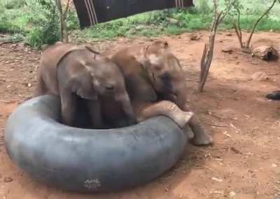 "If it fits, I sits" at Sheldrick Wildlife Trust in Kenya