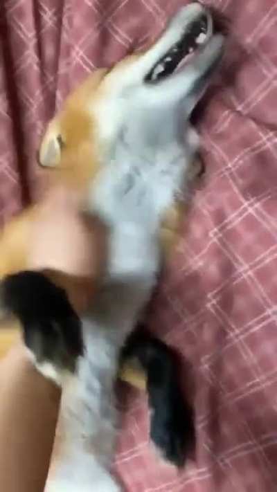 He excited