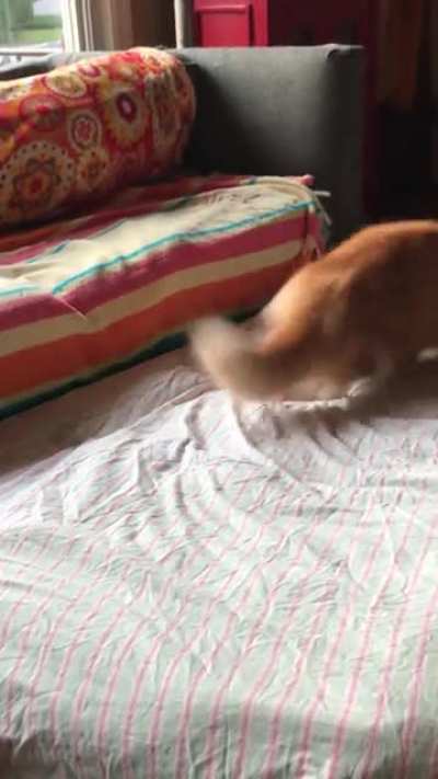 Butters is pretty intense when he cleans his feetzies but he&rsquo;s also easily distracted.