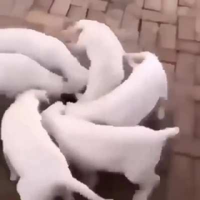 Mundo........ Cachorros........ Ciclo infinito........ seria um aviso?????