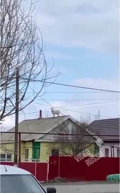 Плотва!