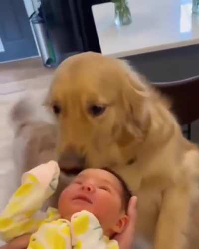 Dogs are truly angels 😍
