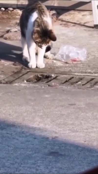 Urban kitty hunting