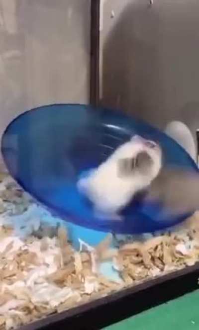 spin