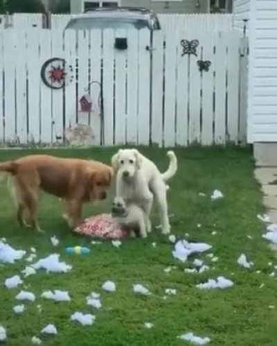 WCGW while f***ing in the backyard....