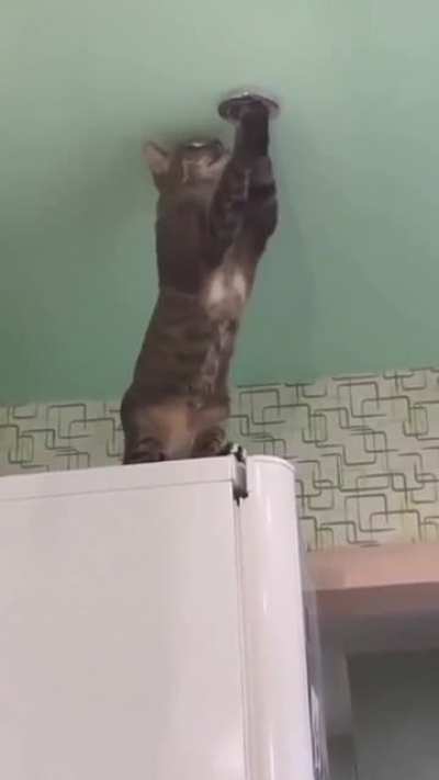 Curiosity has always been the cat's enemy