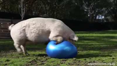 Max and his Ball