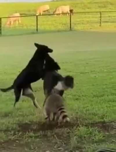 Playing ground for them..