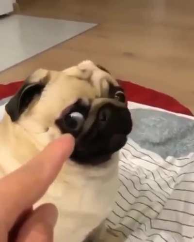 PUG