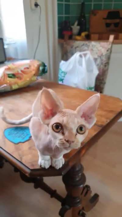 Kitten absolutely murders a man