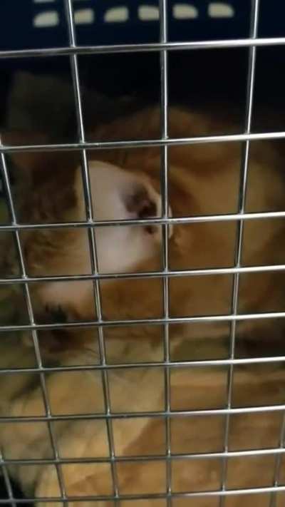 Pollo's Meows of Despair. he has to go to the vet for a routine teeth cleaning :(