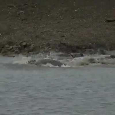🔥 Crocodile sneaks up on a cheetah drinking from the waterhole