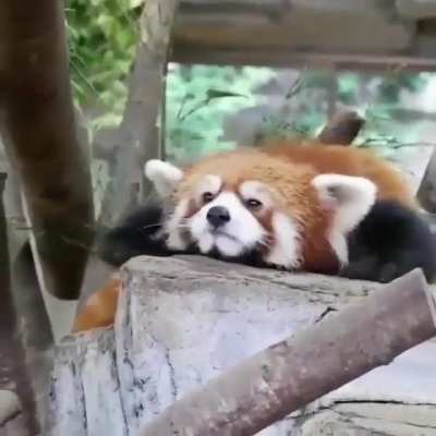 Panda drifting to sleep &amp;lt;3 &amp;lt;3