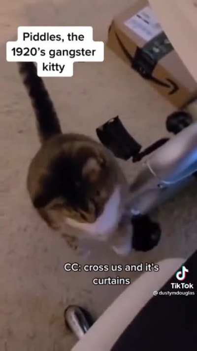 Meow see