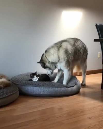 I’m the boss here