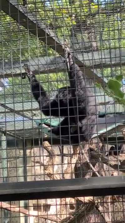 Monke