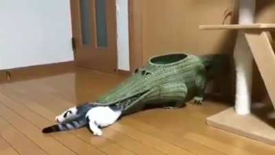 The tweet reads "he has a playing area that I paid 85&euro; for but he prefers going into the gosh darn crocodile mouth, what's your problem cats"