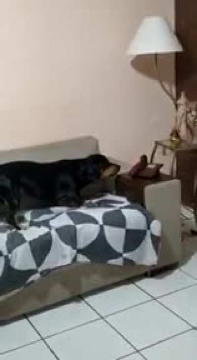 doggo