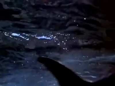 Flipper&rsquo;s new trick