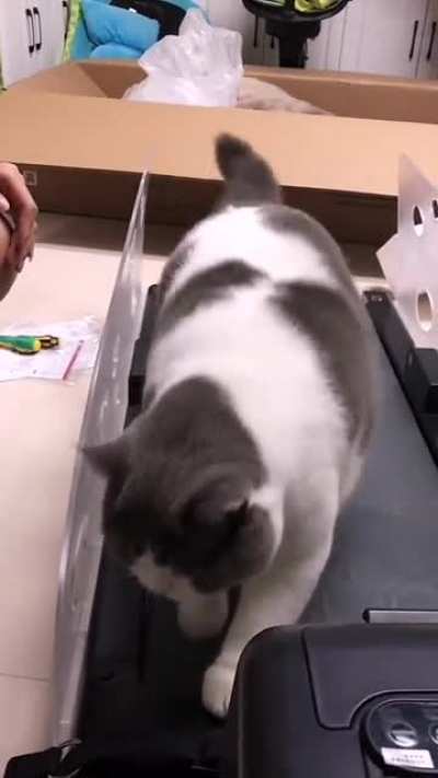 Piggy has gradually got used to exercising on the treadmill.