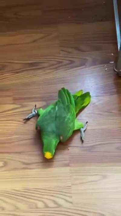 My amazon yellow crowned is being weird as hell