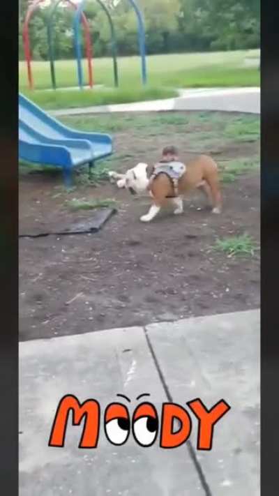 Fun day at the park