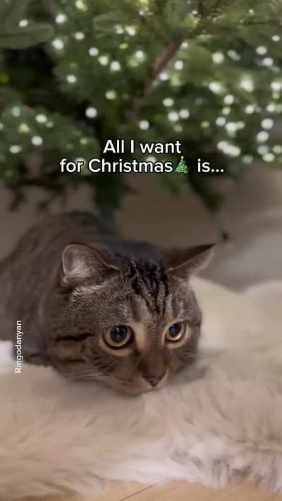 Mewwy kwismas 🐈
