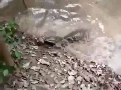 Electric eel shocks the life out of a caiman