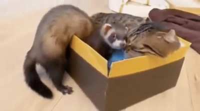 The Unlikely Yet Wholesome Pair