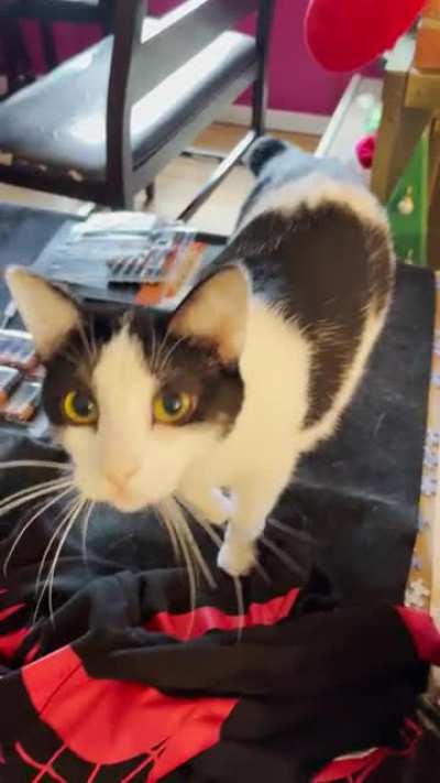 My friend&rsquo;s kitty makes &ldquo;beep beep&rdquo; noises until you pet her.