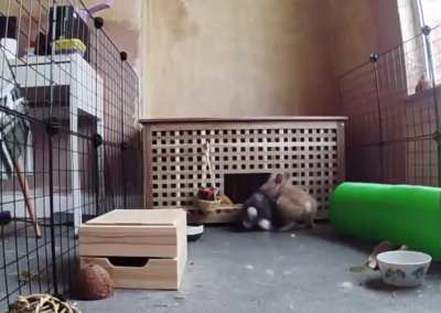 Rabbits
