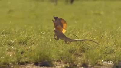 Frilled lizard's display of aggression is just a bluff which involves spreading out its neck frill &amp;amp; hissing aggressively at the threat with an open mouth. If they fail to stun the enemy they bolt. It continues its deliberate run without stopping or l