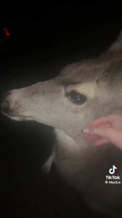 Poor deer