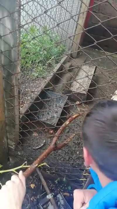 This rooster had enough