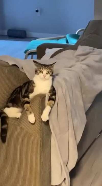 Reacting to the sound of a new electric toothbrush