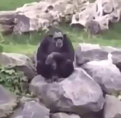 Heil mein f&uuml;hrer Monke