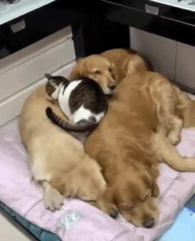 I keep watching it over and over. It looks so comfy