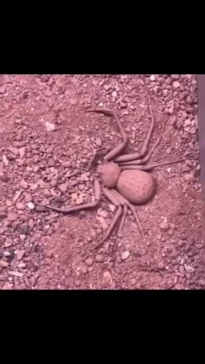 The camouflage of this spider