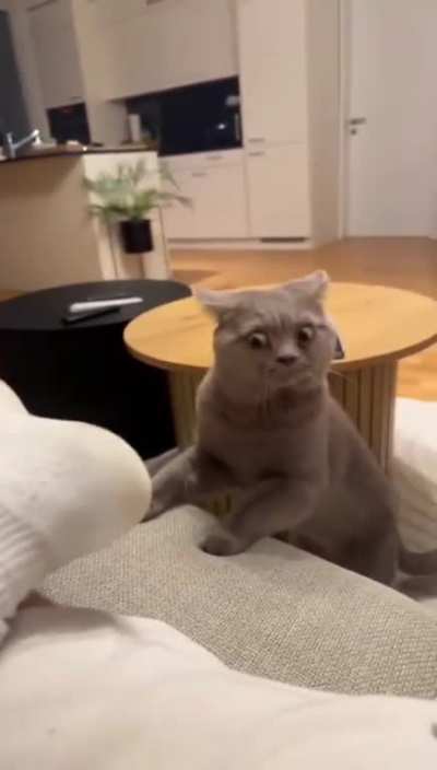 Side eye cat