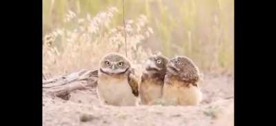 " Are you spying on us ?? "