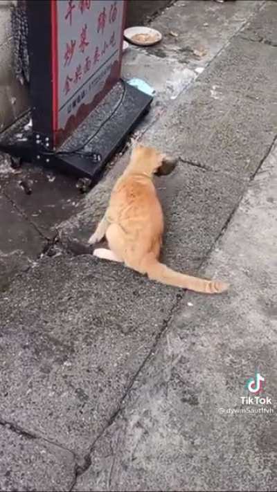 Advanced Catculations coupled with Super kitter reflexes!