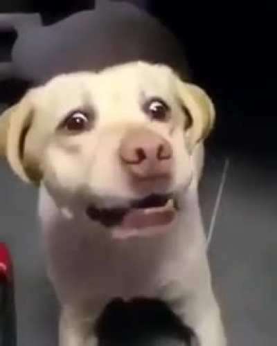 To catch the snack