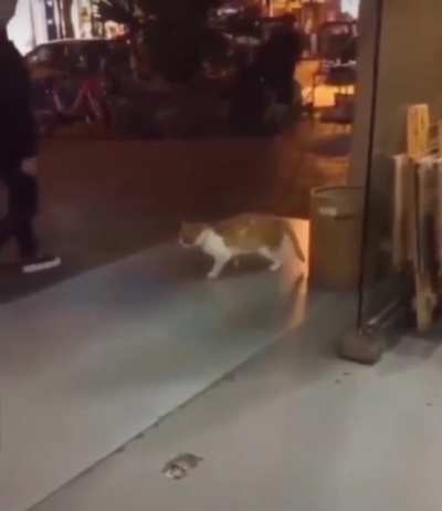 Don&rsquo;t disturb my moonwalk hooman!
