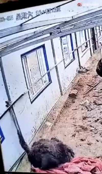 Ostrich accidentally yanks off its own head during an attempt to free its head from getting stuck