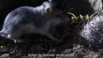 Para Rubiu, que sabemos que le gustan los bichos (Soy malo editando y la idea original del meme no es m&iacute;a)