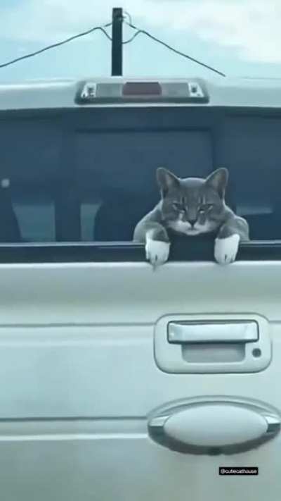 Exchange of glances with a random cat on the street