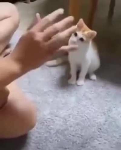 Saw the Devil