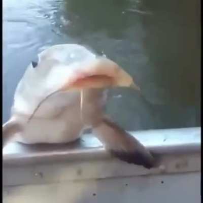Bonk